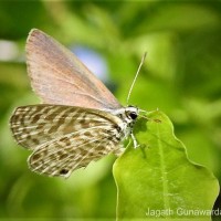 Leptotes plinius Fabricius, 1793